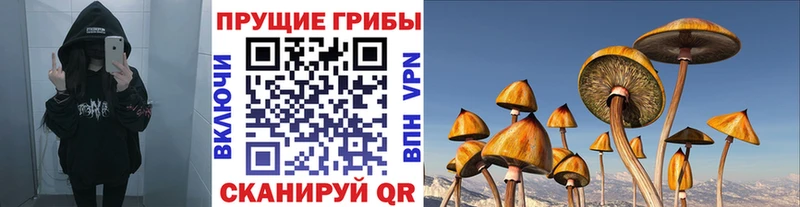 Галлюциногенные грибы Psilocybe Тайшет